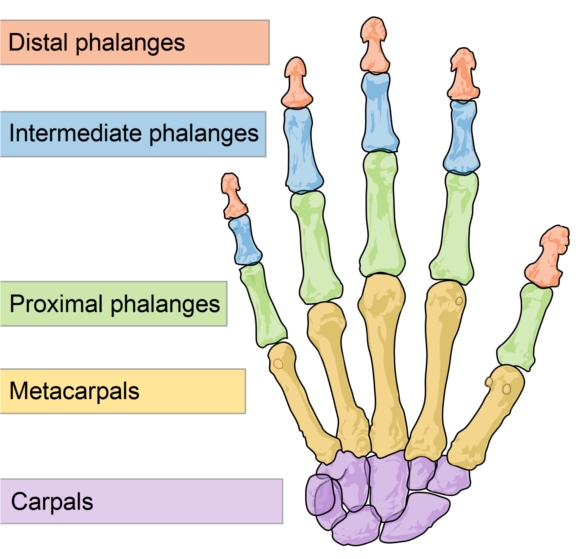 hand bones hand bones